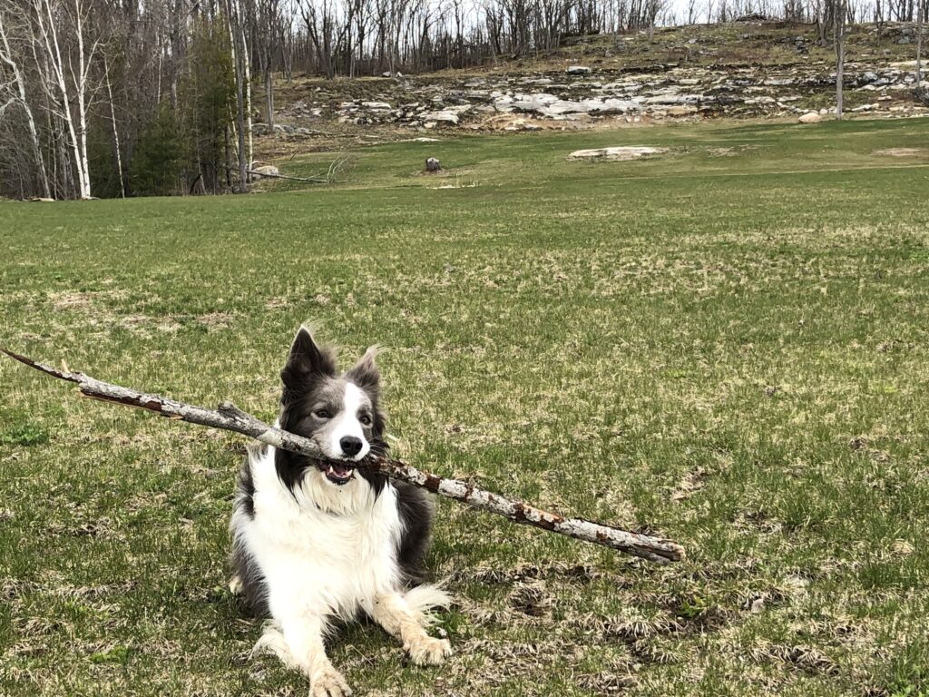 Ozzy's Golf Driving Range in Bala, Muskoka, Ontario