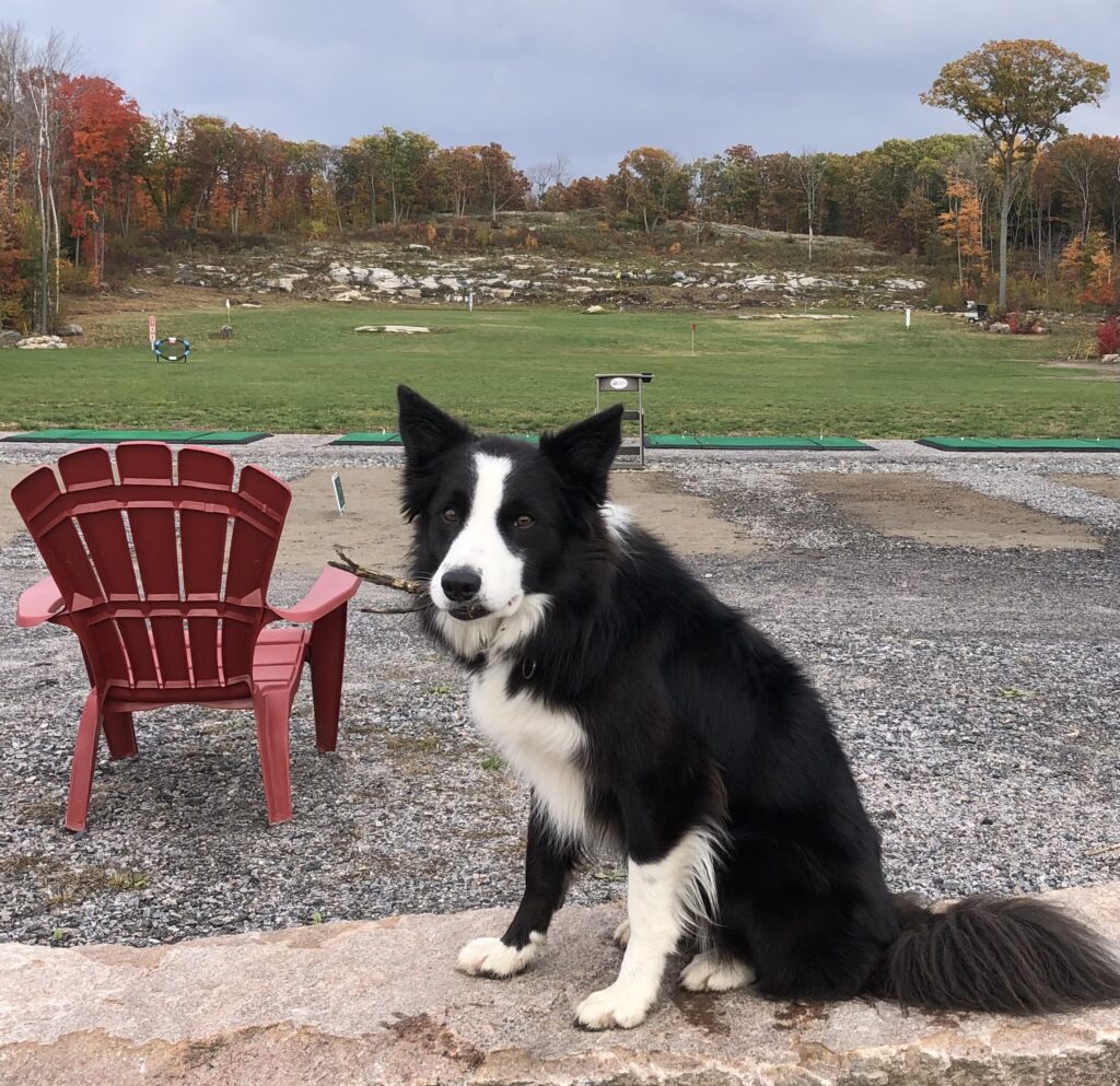 Ozzy's Golf Driving Range in Bala, Muskoka, Ontario